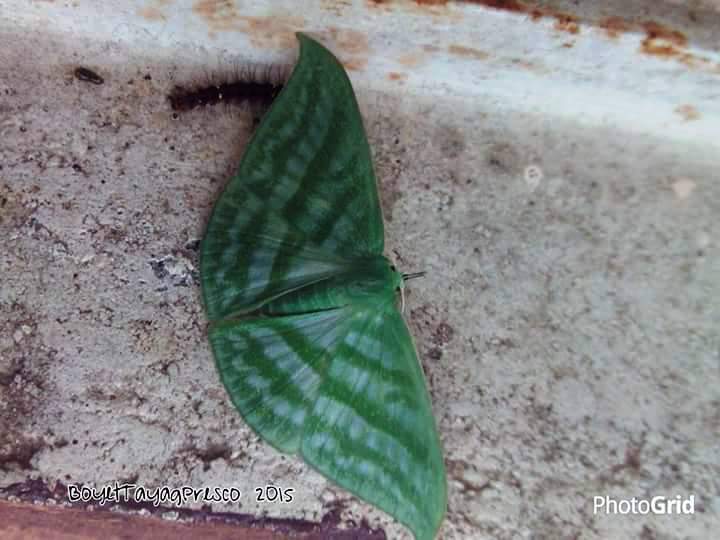 Geometrid Moth