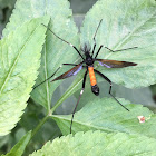 Crane fly