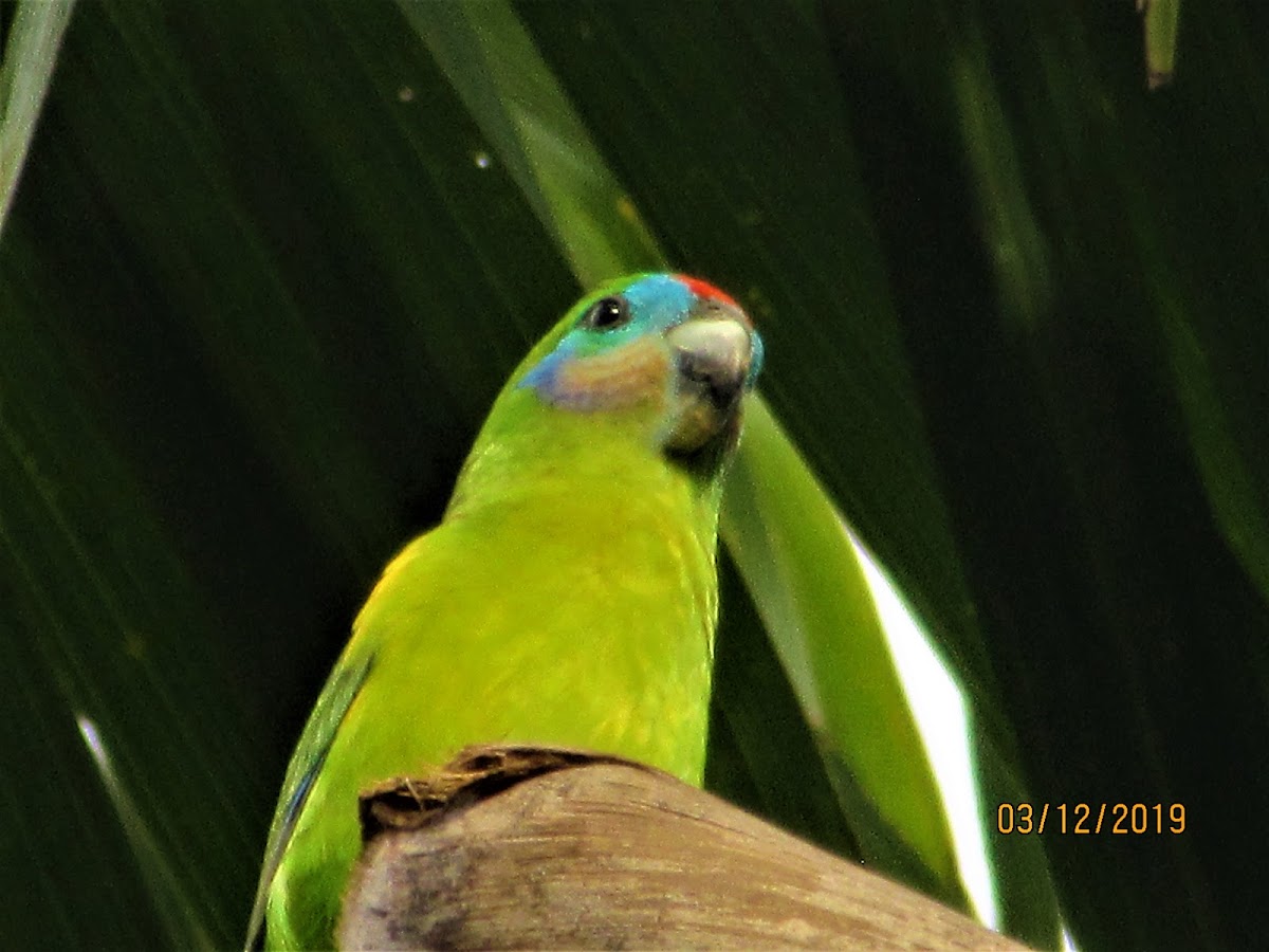 Macleays fig parrot