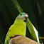 Macleays fig parrot