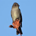 Western wood pewee