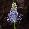 Spiked Rampion