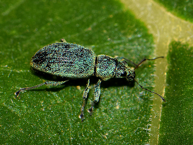 Weevil