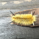 Banded Tussock Moth