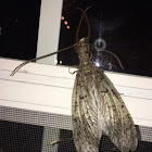 Eastern Dobsonfly, male