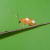 Leaf Beetle (Chrysomelidae) 金花蟲科