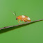 Leaf Beetle (Chrysomelidae) 金花蟲科