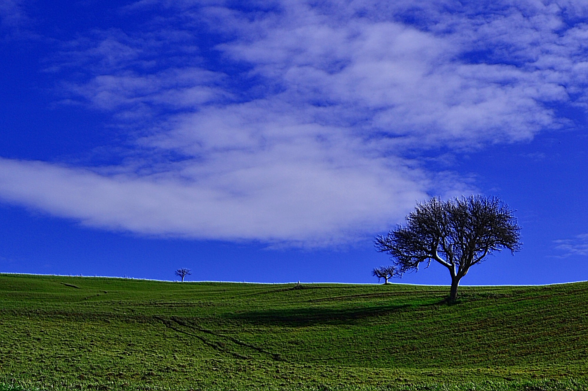 albero di gabriele82