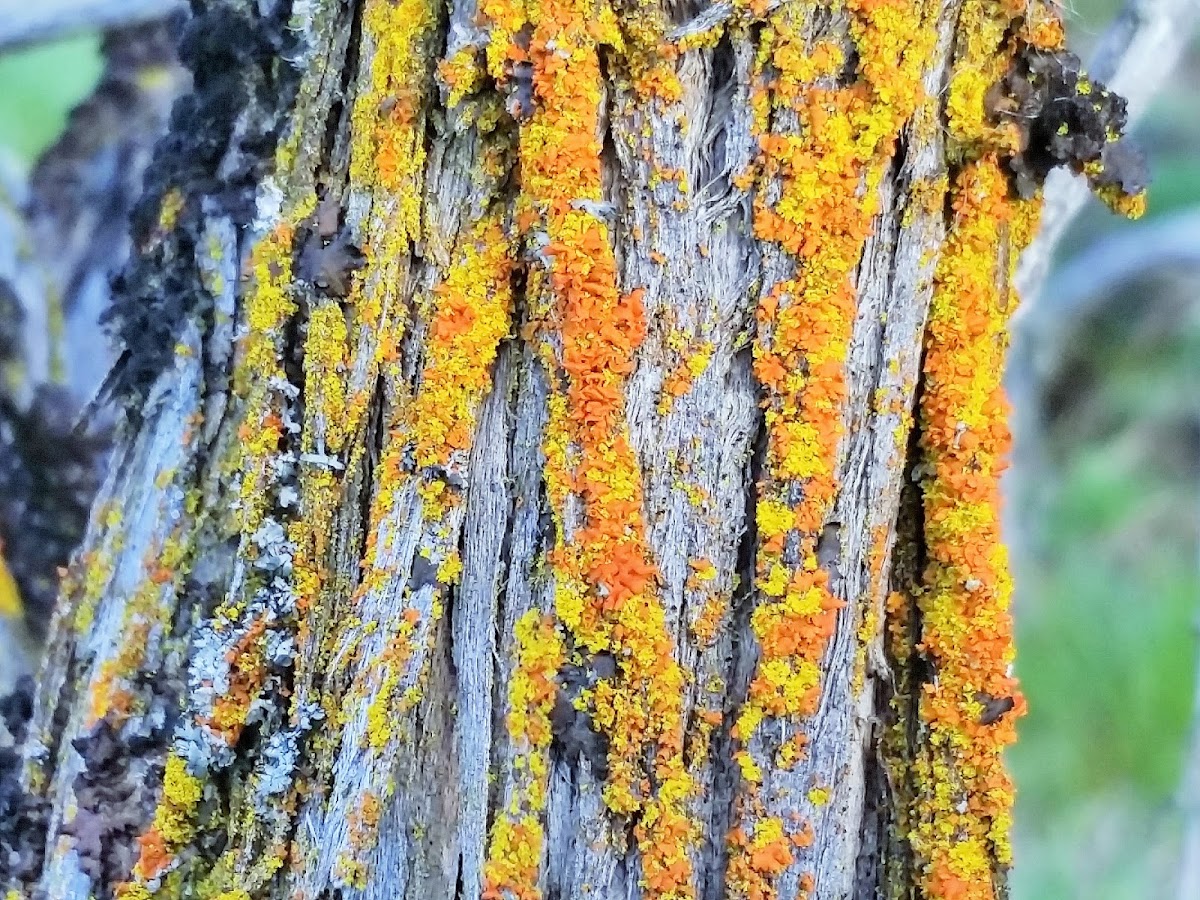 Maritime sunburst lichen