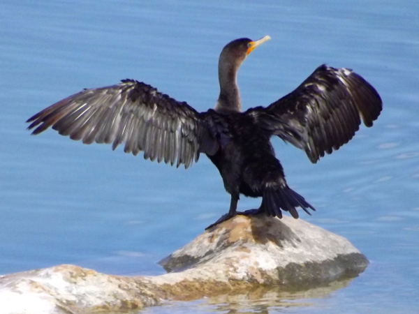 Double Crested Cormorant