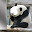 Animal Face Photo Camera Download on Windows