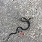 Southern Ringnecked Snake