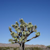 Joshua Tree