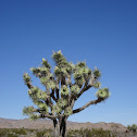 Joshua Tree