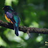 Violaceous trogon