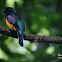 Violaceous trogon