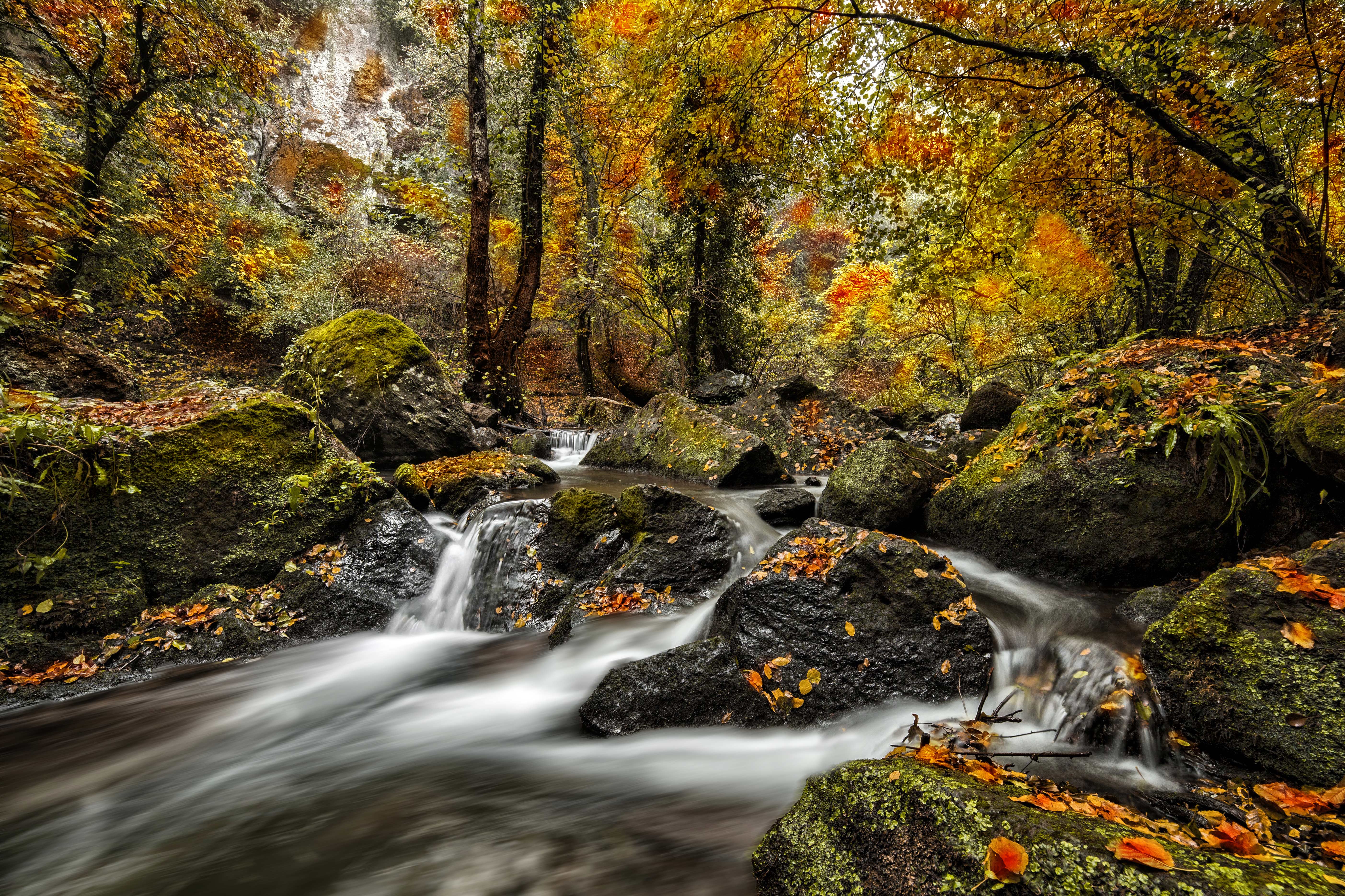 Autunno nel bosco di paolo1954