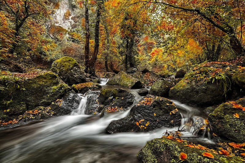 Autunno nel bosco di paolo1954