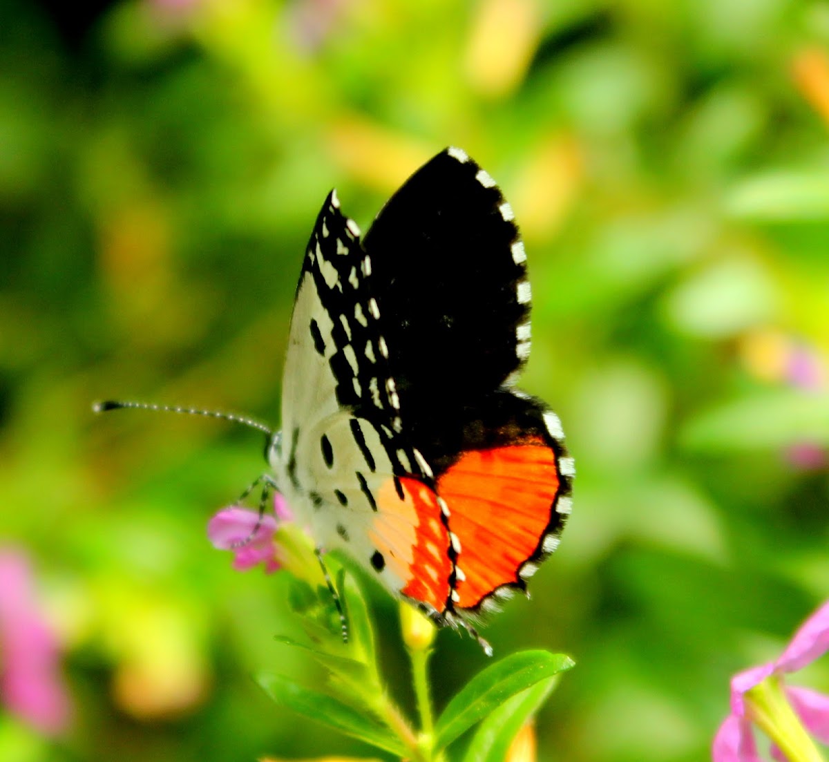 The Red Pierrot