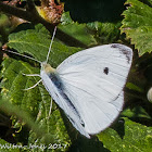 Small White