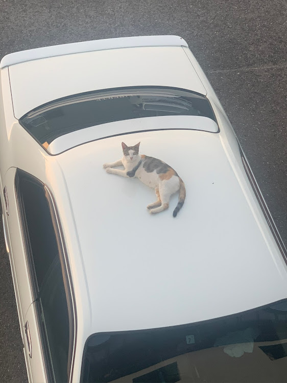 クラウンマジェスタのねこちゃん・暑い、、暑いぞおおお！！・いつもイイネ&コメントありがとうございます🙇‍♂️に関するカスタム事例の投稿画像1枚目