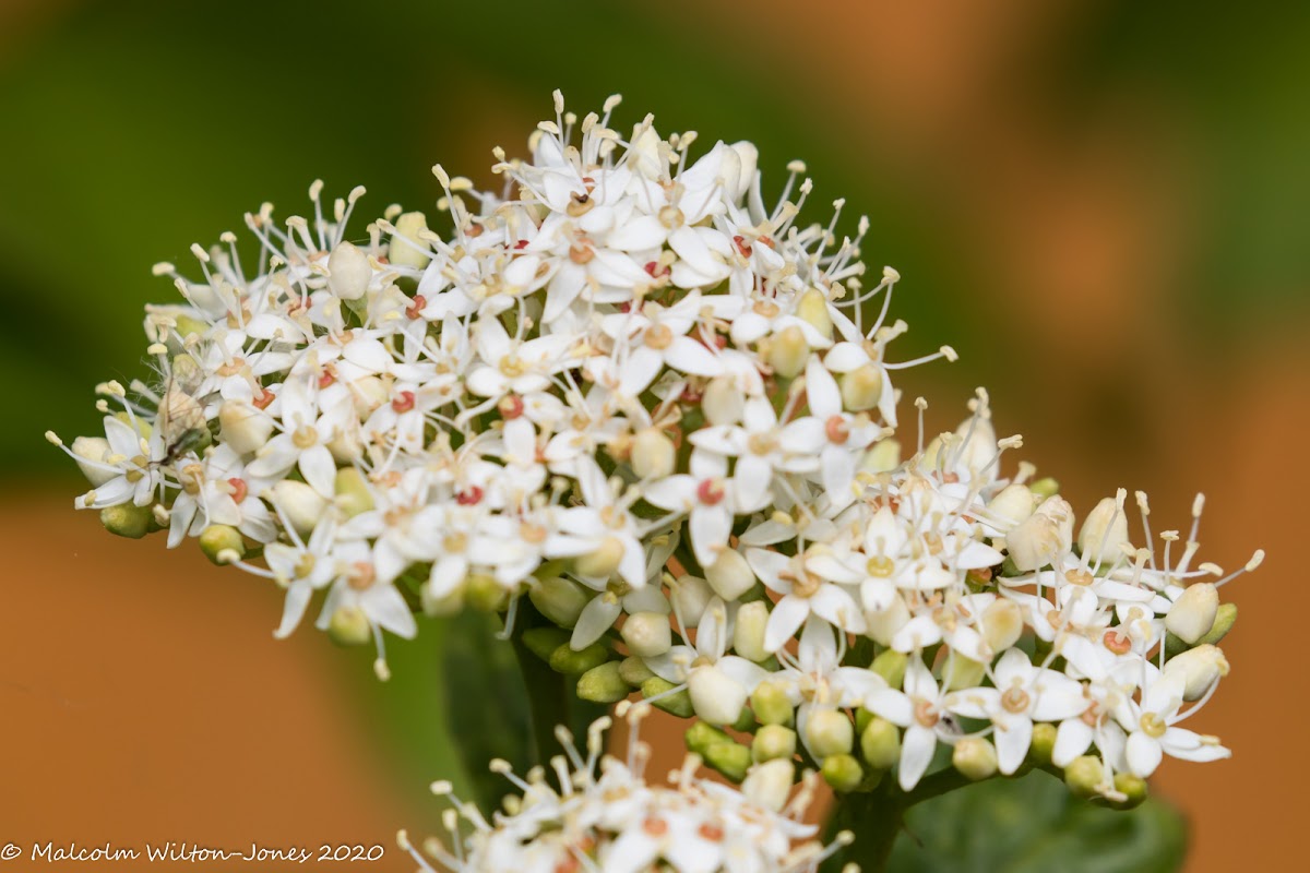 White Dogwood