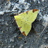 The brimstone moth