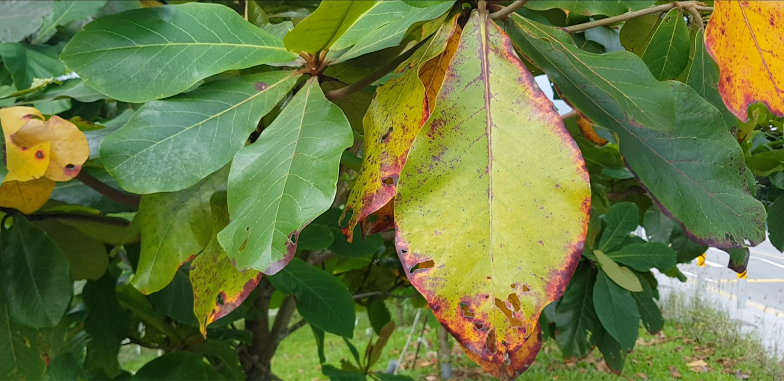 Nutrient deficiency