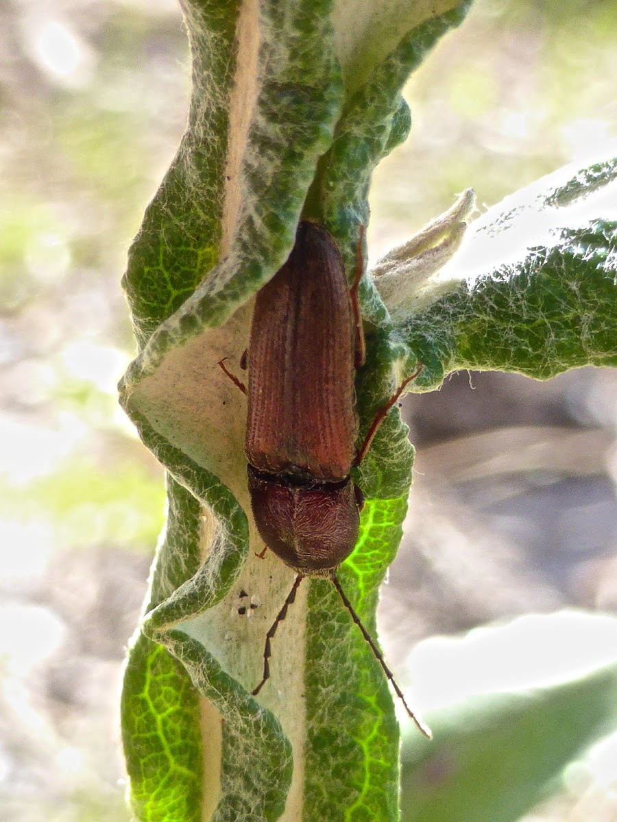 Click Beetle