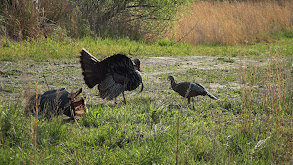 Home Town Gobblers thumbnail