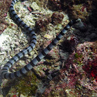 Banded Sea Krait