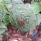 Lynx Spider