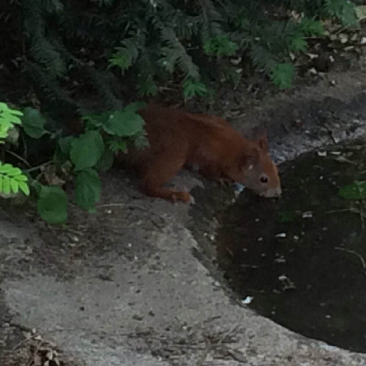 Eichhörnchen/ Red Squirrel