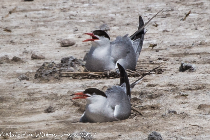 Common Tern; Charrán Común