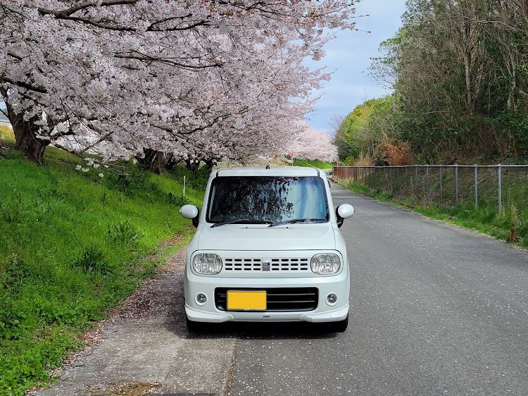 アルトラパンの桜とコラボ🌸・サクラと愛車・KING OF K-CAR・King of Street C.Cに関するカスタム事例の投稿画像2枚目