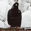 Alpine chough