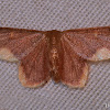 Stained Lophosis Moth - Male