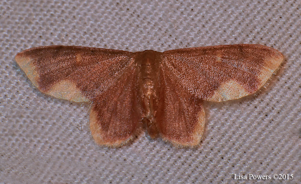 Stained Lophosis Moth - Male