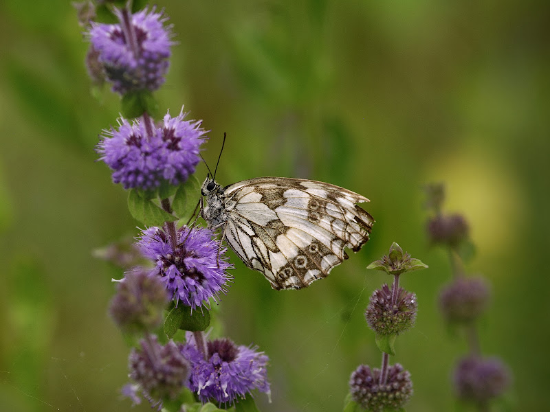 Butterfly  di Fabrizio Franceschi