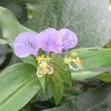 Long Leaved Dayflower