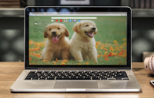 Golden Retriever Wallpapers New Tab small promo image