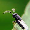 Tiny wasp