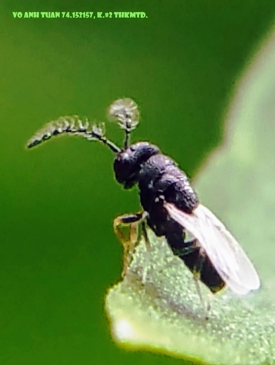 Tiny wasp