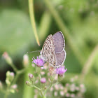 Zebra Blue (Male)