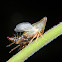 Treehopper nymph molting