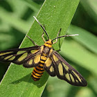 Wasp Moth