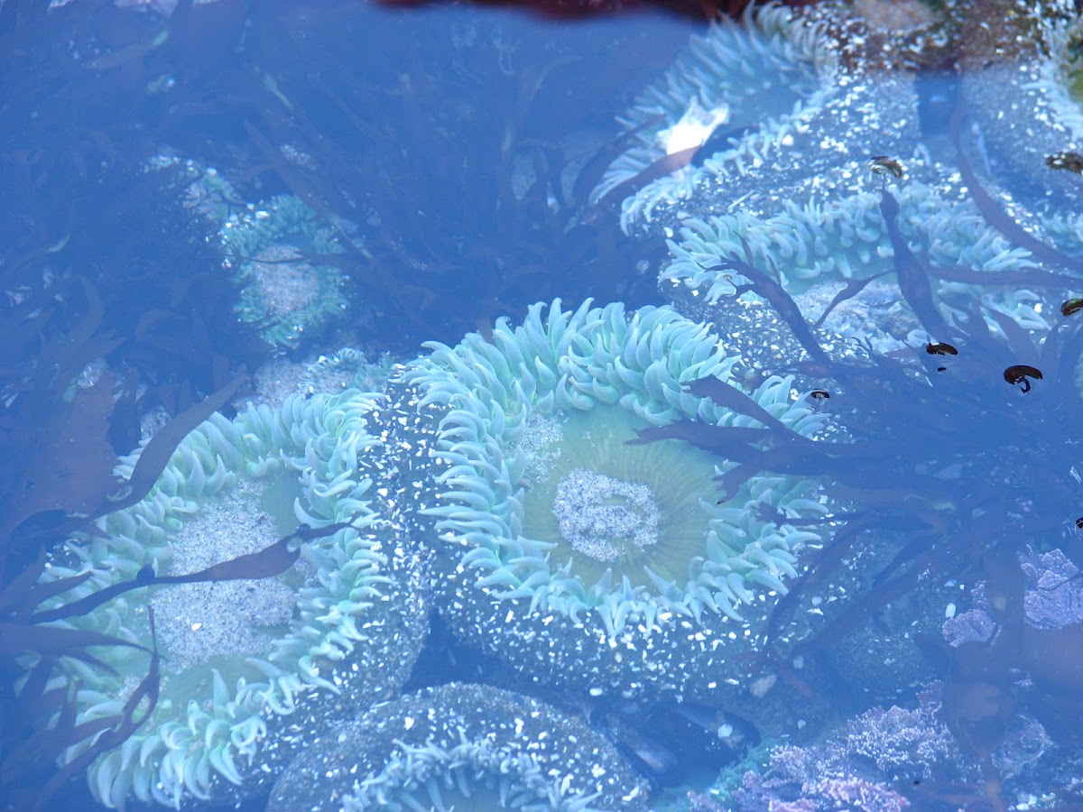 Giant Green Anemone