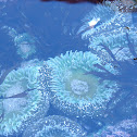 Giant Green Anemone