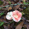 Russula sp.