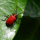 Scarlet lily beetle